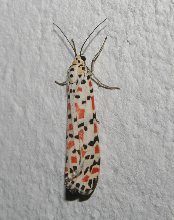 Utetheisa pulchella