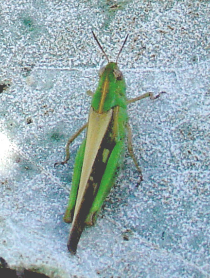 Cavalletta verde: Aiolopus strepens