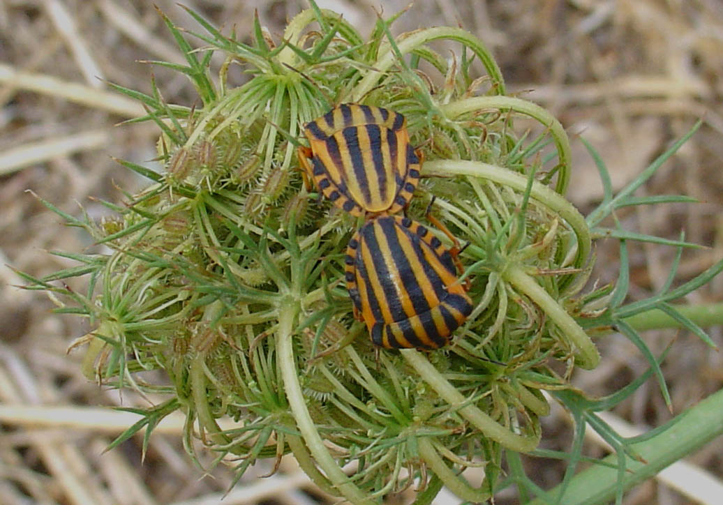 Graphosoma lineatum di Sardegna