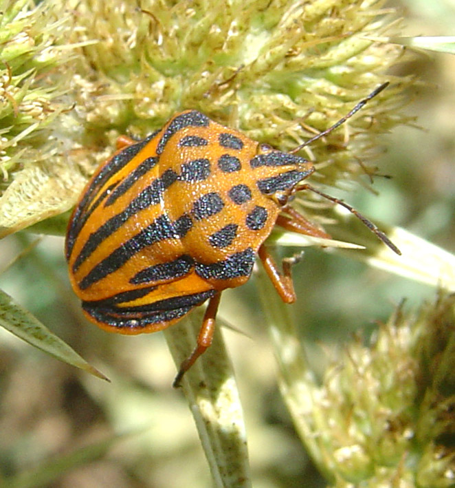 Graphosoma semipunctatum di Sardegna