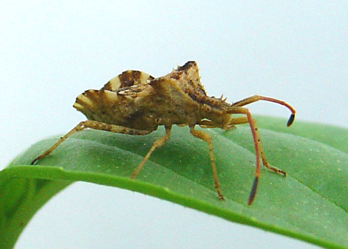 Centrocoris variegatus