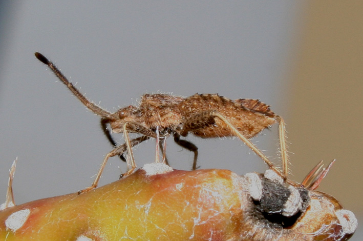 Coriomeris sp.