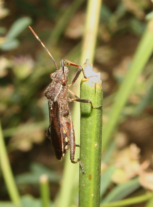 Camptopus lateralis