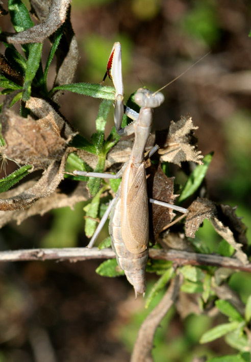 Iris oratoria