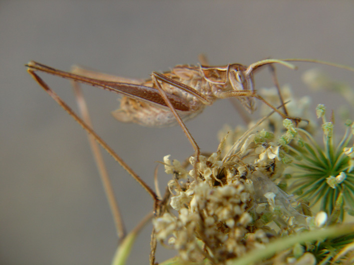 Tylopsis liliifolia