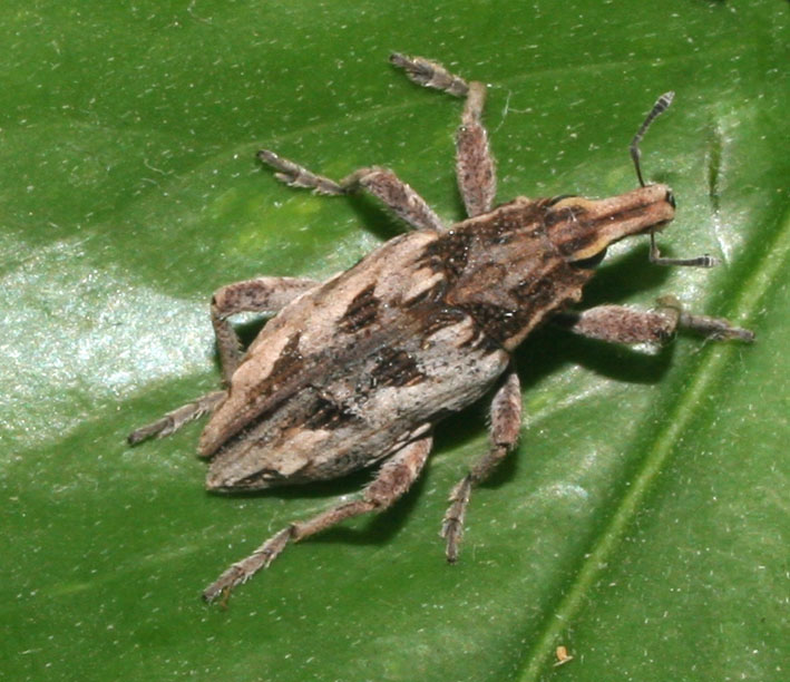 Curculionidae: Coniocleonus excoriatus