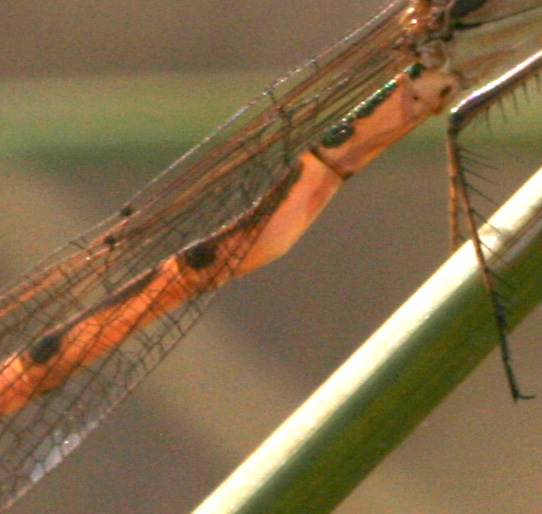 Libellula deforme: Sympecma fusca (Lestidae)