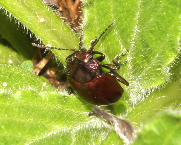 Chrysolina suffriani (Col., Chrysomelidae)