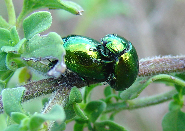 Chrysolina herbacea (Col., Chrysomelidae)