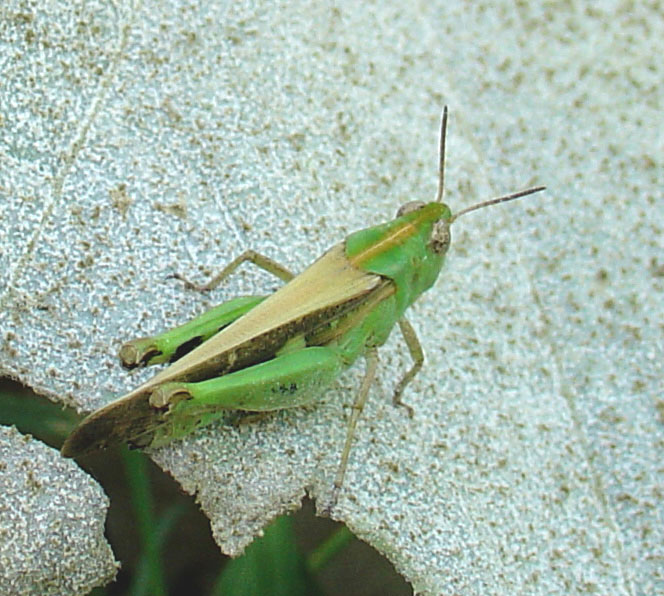 Cavalletta verde: Aiolopus strepens