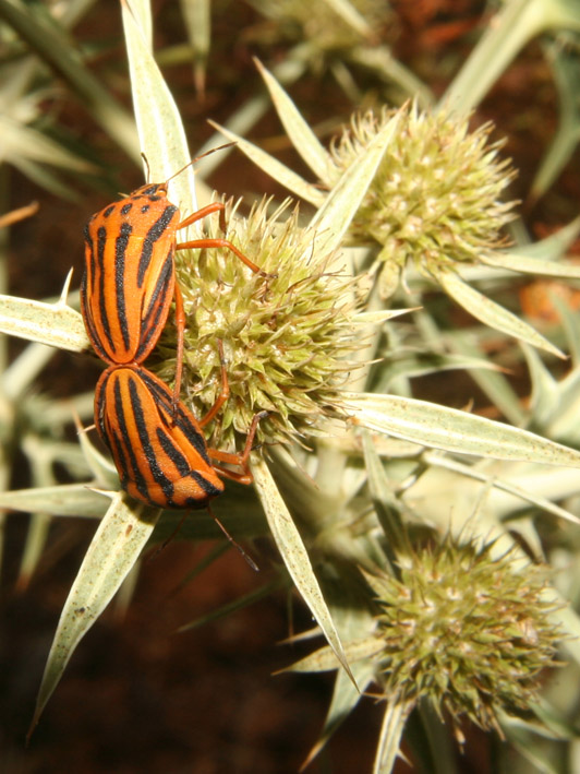 Graphosoma semipunctatum di Sardegna