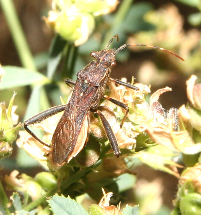 Camptopus lateralis