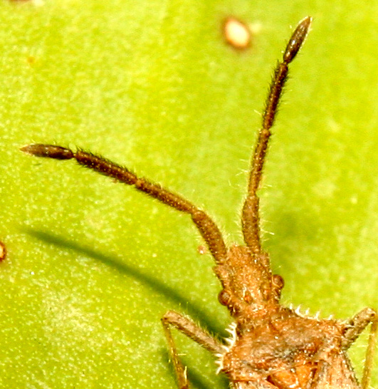 Coriomeris sp.