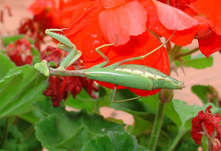 Iris oratoria