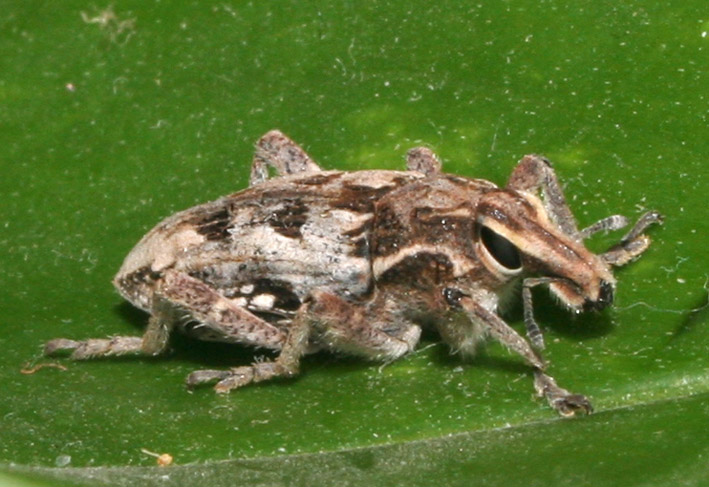 Curculionidae: Coniocleonus excoriatus