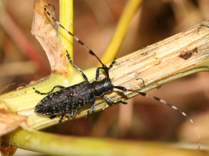 Ancora un''Agapanthia sicula malmerendii