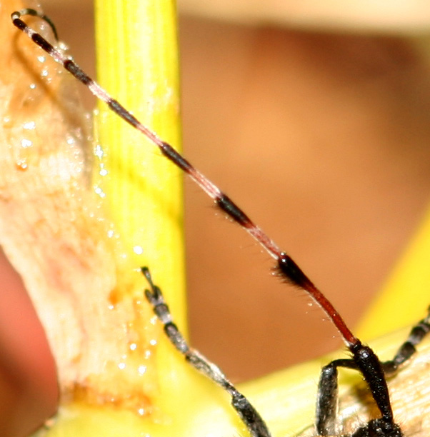 Ancora un''Agapanthia sicula malmerendii