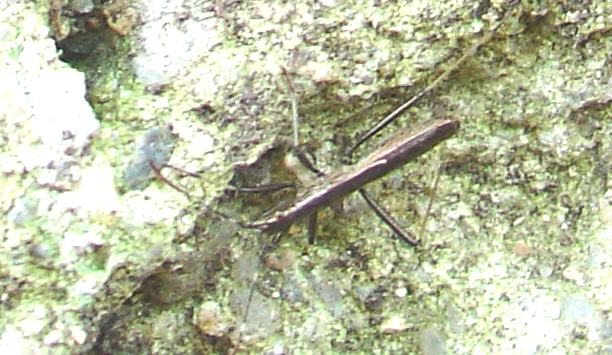 Micrelytra fossularum (Heteroptera Alydidae)