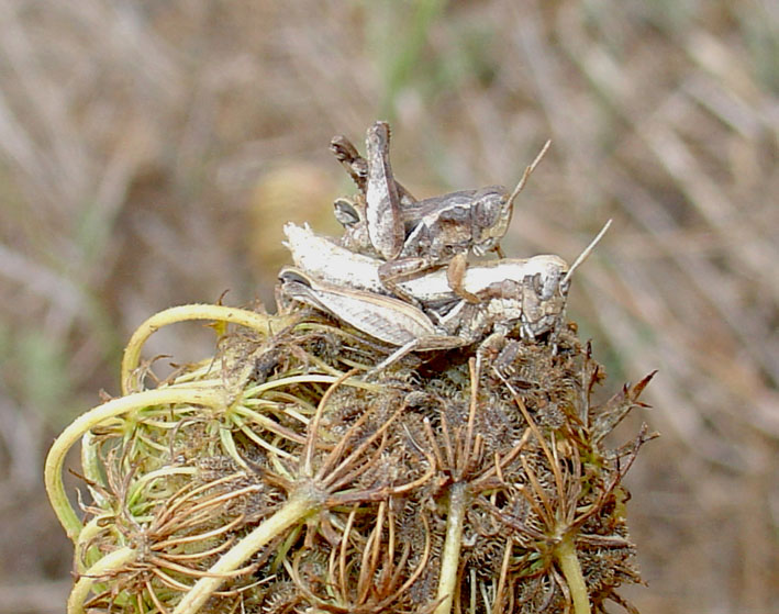 Pezotettix giornae in accoppiamento