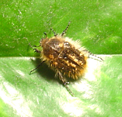 Tropinota squalida