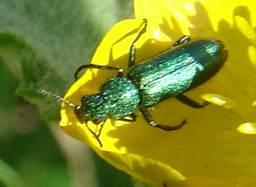 Psilothrix sp.