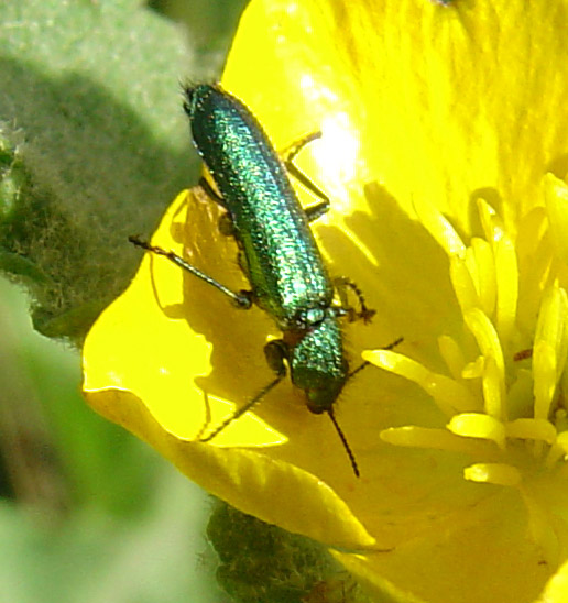 Psilothrix sp.
