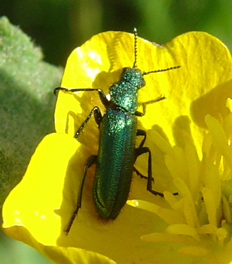 Psilothrix sp.