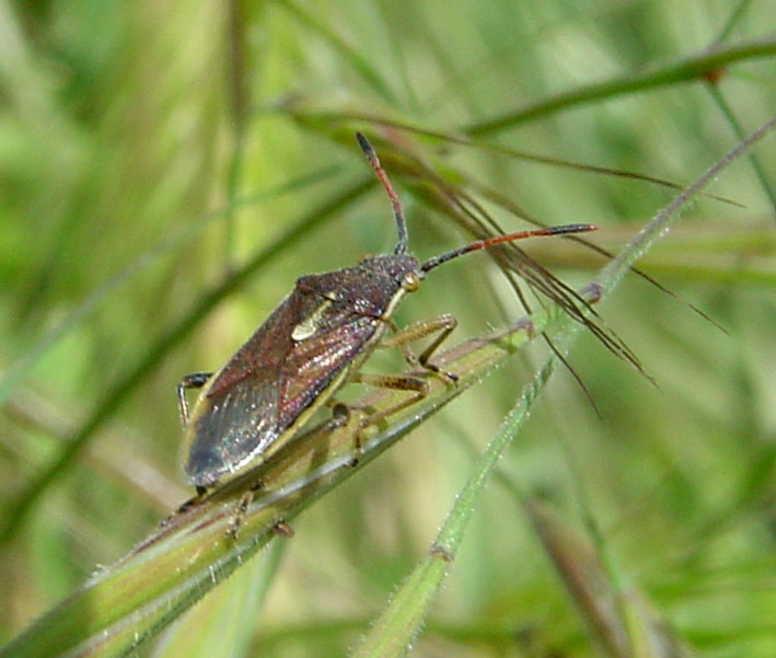 Eterottero da determinare: Maccevethus corsicus