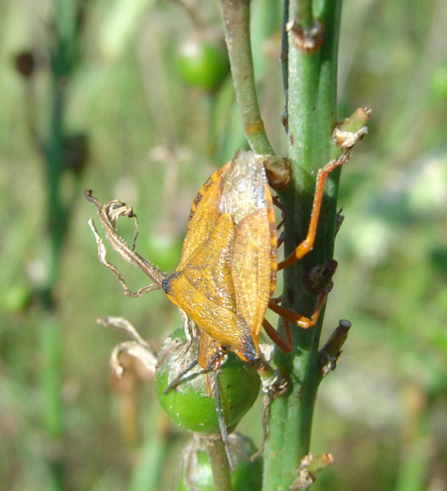 Carpocoris mediterraneus atlanticus