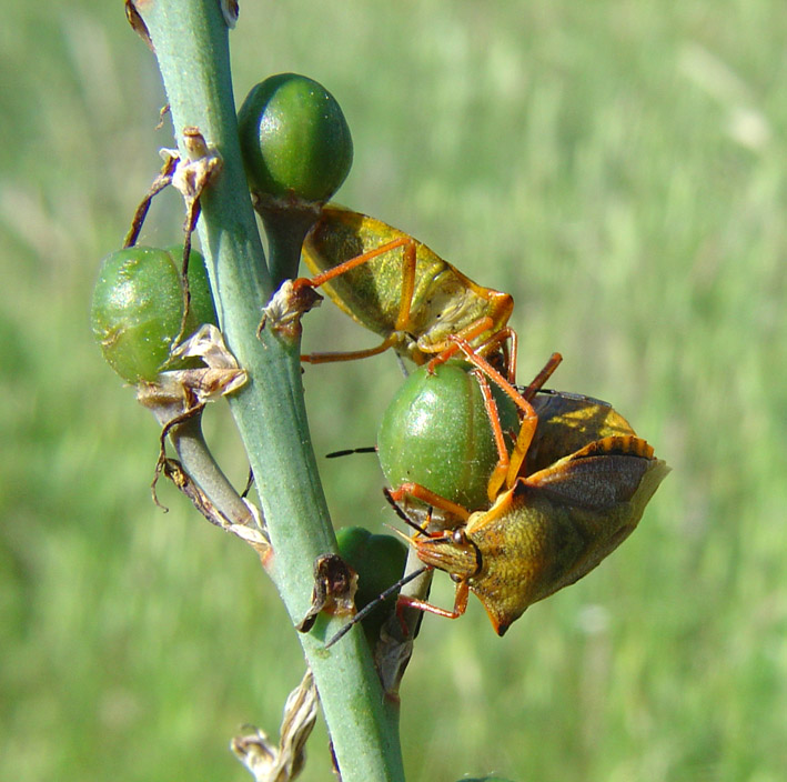 Carpocoris mediterraneus atlanticus