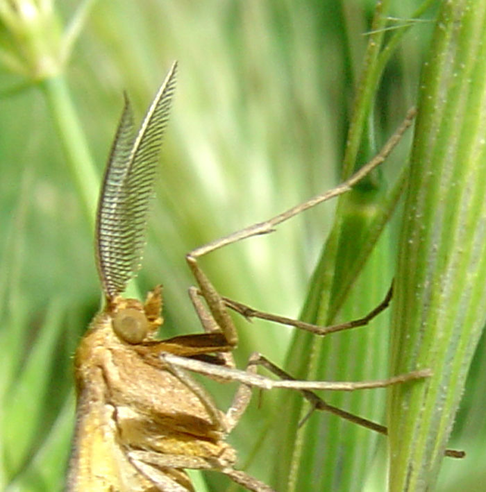 Falena dalle antenne a pettine. Semiaspilates ochrearius