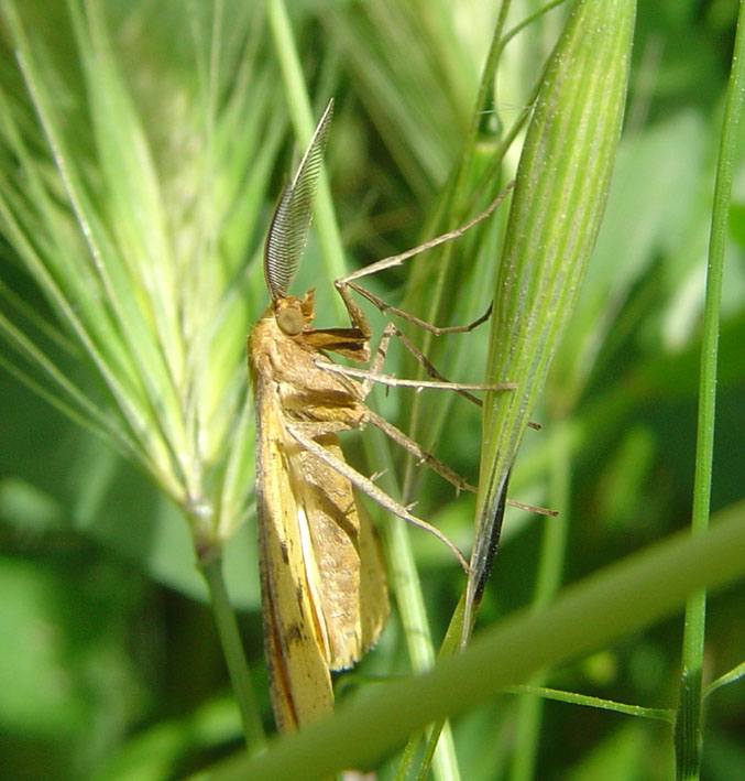 Falena dalle antenne a pettine. Semiaspilates ochrearius