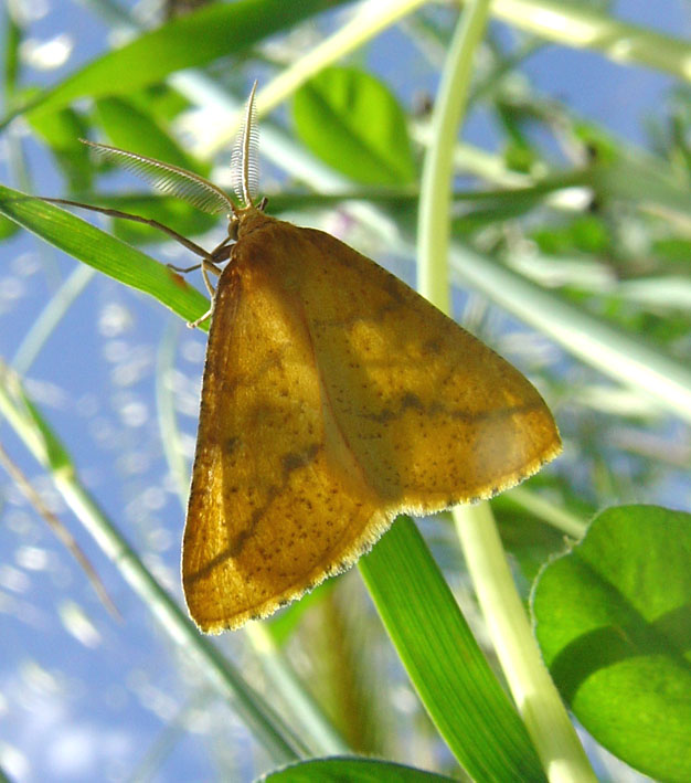 Falena dalle antenne a pettine. Semiaspilates ochrearius