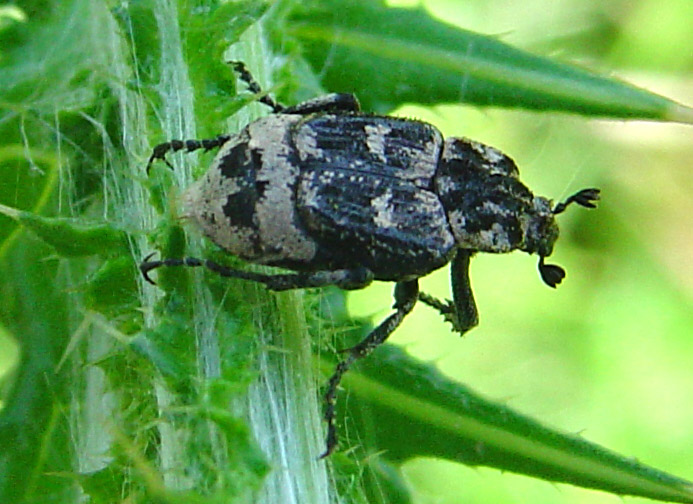 Cetoniidae 7: Valgus hemipterus