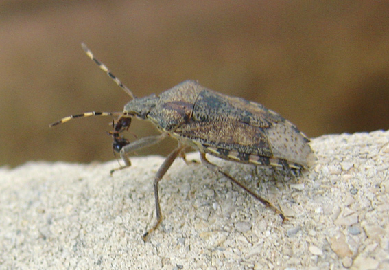 Eterottero: predatore o spazzino? Rhaphigaster nebulosa