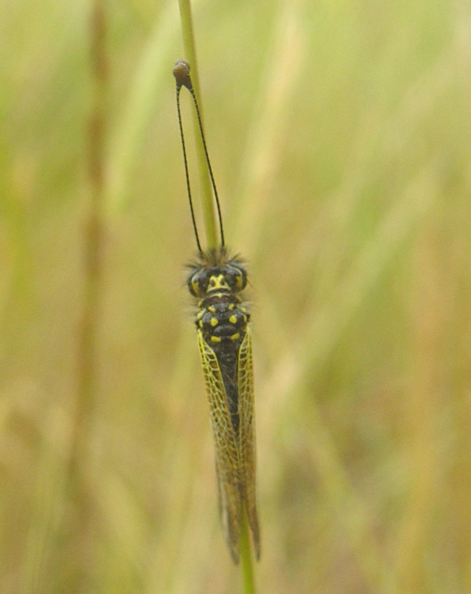 Libelloides corsicus (Planipennia, Ascalaphidae)