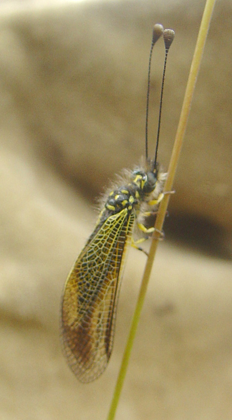 Libelloides corsicus (Planipennia, Ascalaphidae)