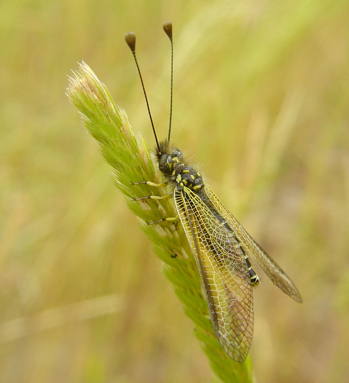 Libelloides corsicus (Planipennia, Ascalaphidae)