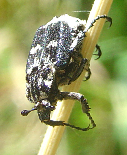 Cetoniidae 7: Valgus hemipterus