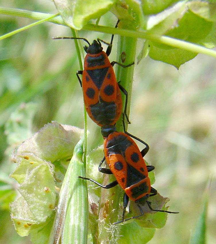 Pyrrhocoris apterus (f.pennata), forma alata