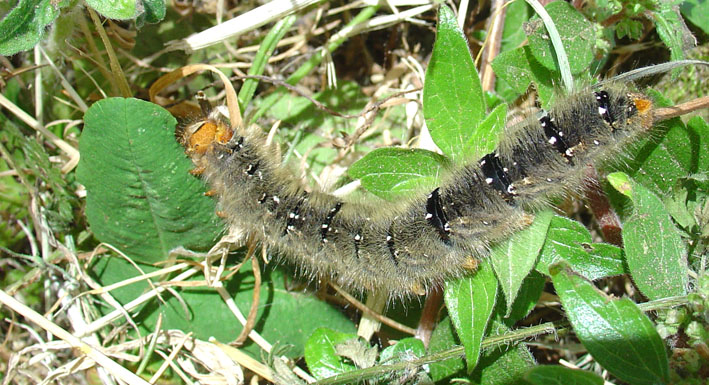 Un bruco che divora il trifoglio - Lasiocampa trifolii