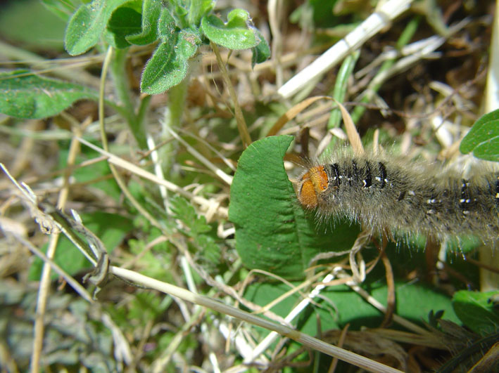 Un bruco che divora il trifoglio - Lasiocampa trifolii