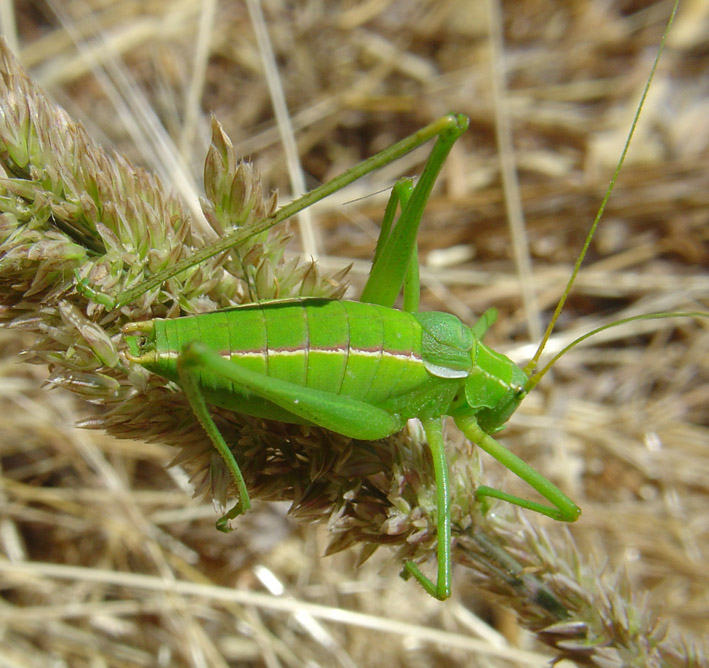 Odontura sp.