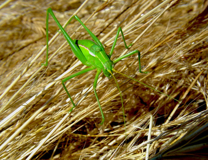 Odontura sp.