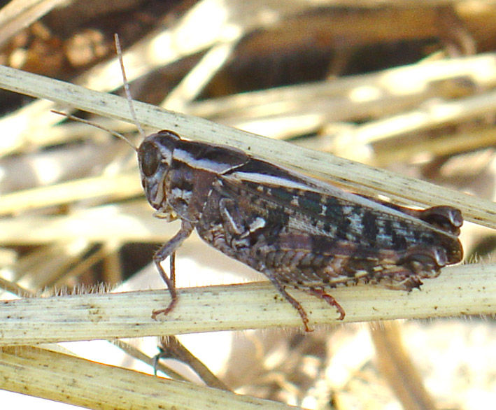 Aiolopus thalassinus (Orthoptera, Acrididae)