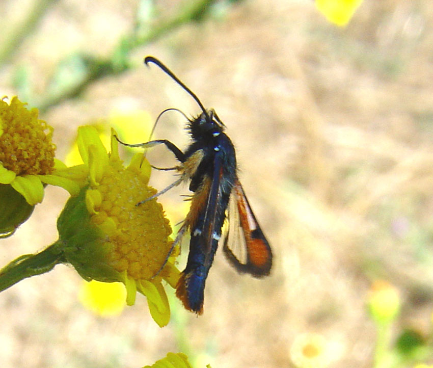 Synanthedon myopaeformis, nuovo per la Sardegna (Sesiidae)