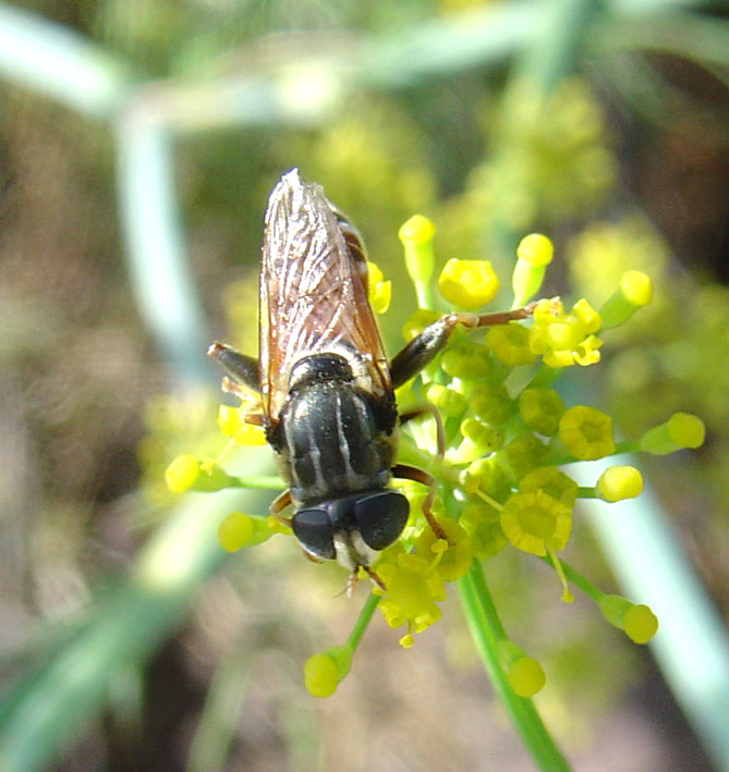 Dittero syirphidae: Merodon sp