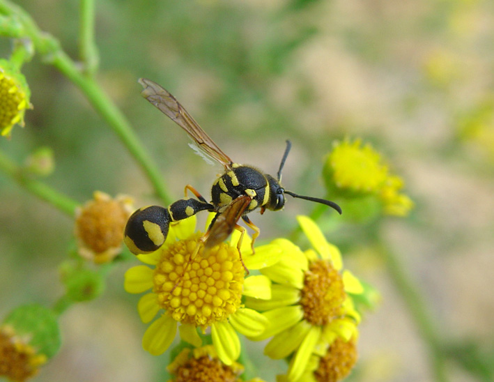 Ancora un Vespidae Eumeninae.