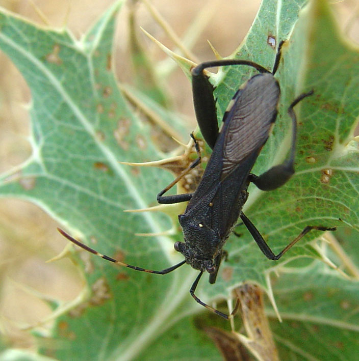 Eterottero nero: Camptopus lateralis