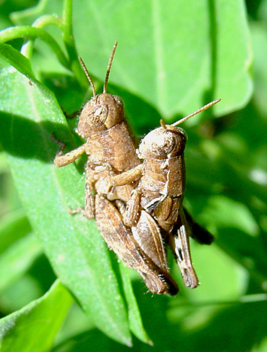 Pezotettix giornae in accoppiamento